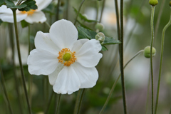 揺れる白花