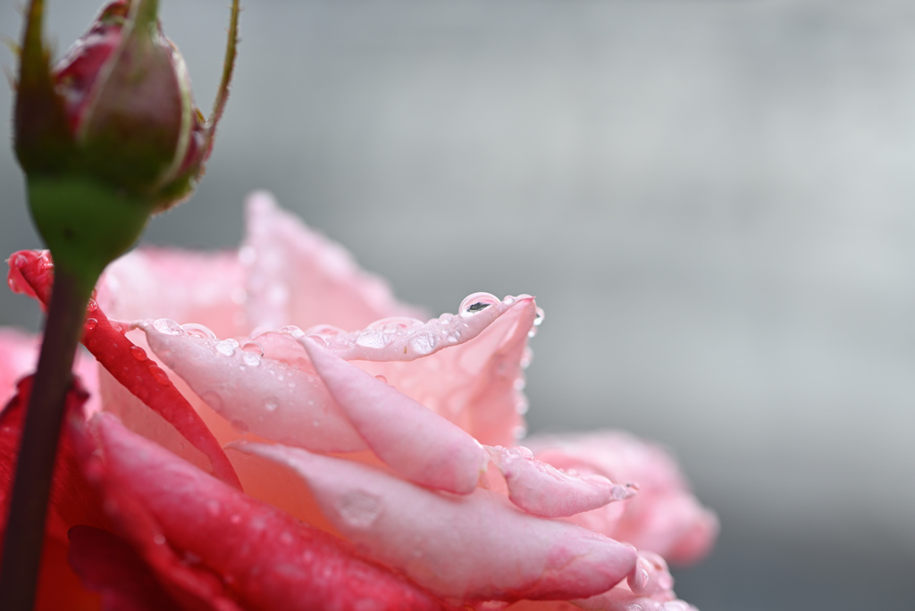 濡れた残り花