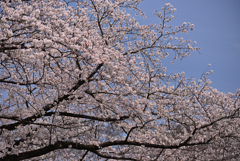 桜の空