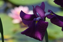 睡蓮池の花菖蒲