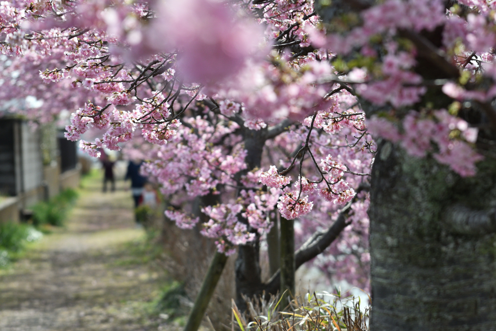 桜路