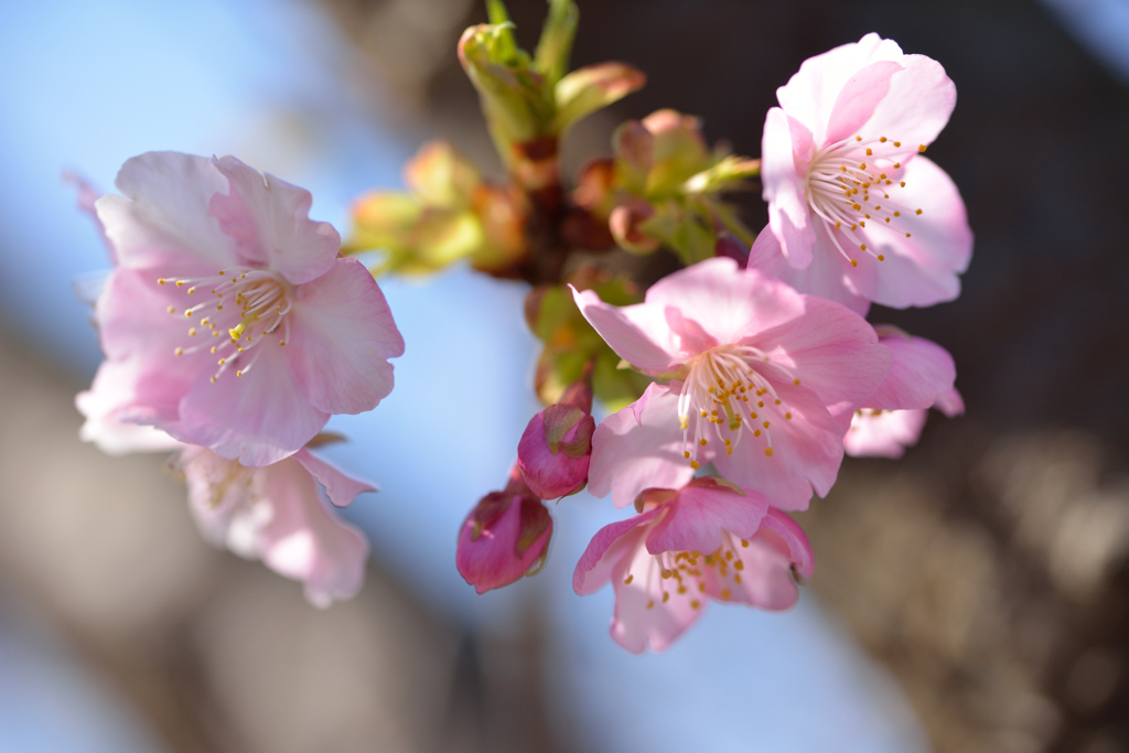 桜便り②