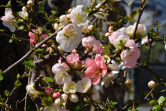 庭の花が咲いたので