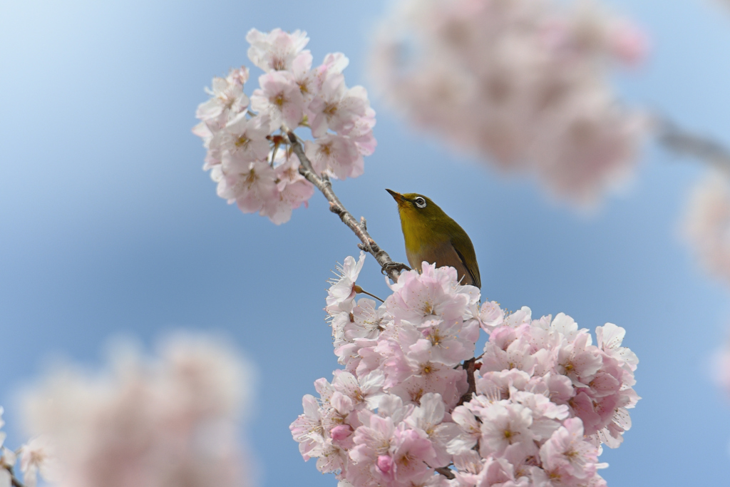 春空を仰ぐ By Yuka4 Id 写真共有サイト Photohito