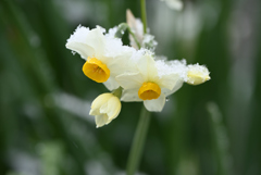 雪水仙