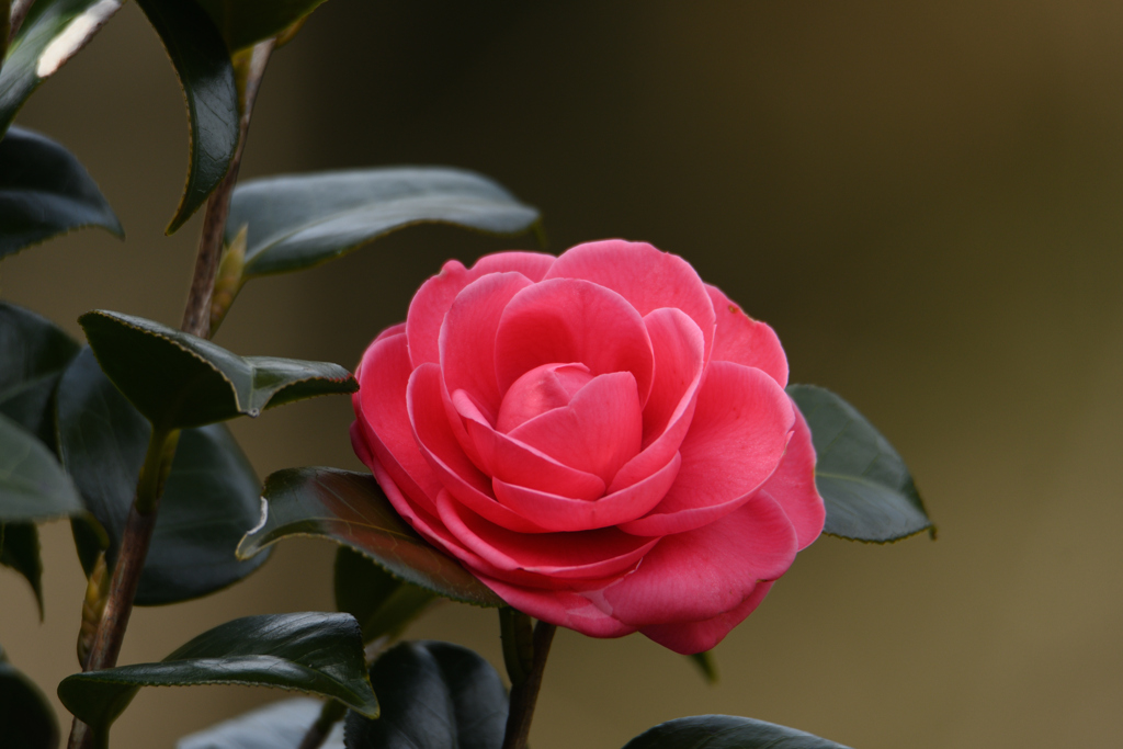 赤い山茶花