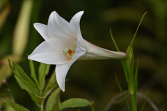 夏の花