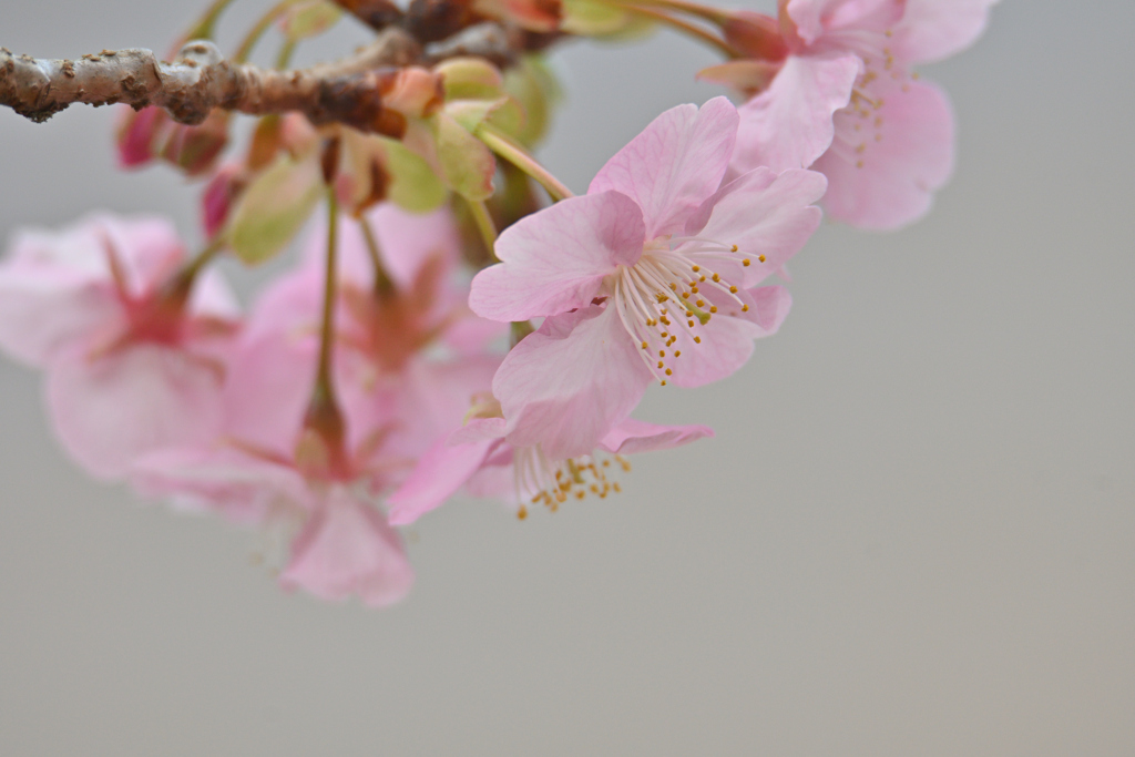 河津桜