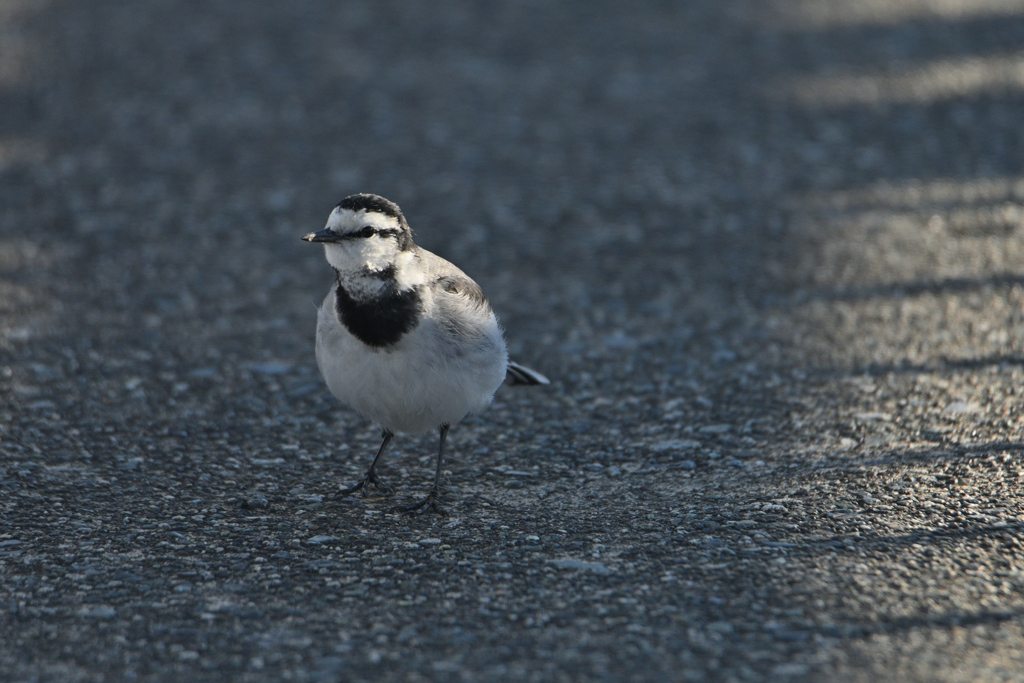 白鶺鴒に朝の光