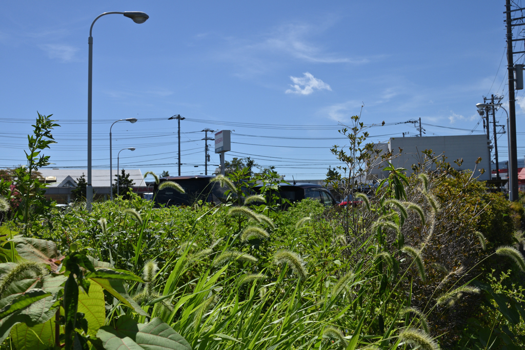 夏草の匂い