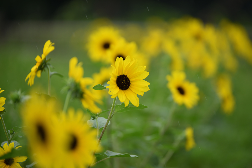雨でも太陽の花
