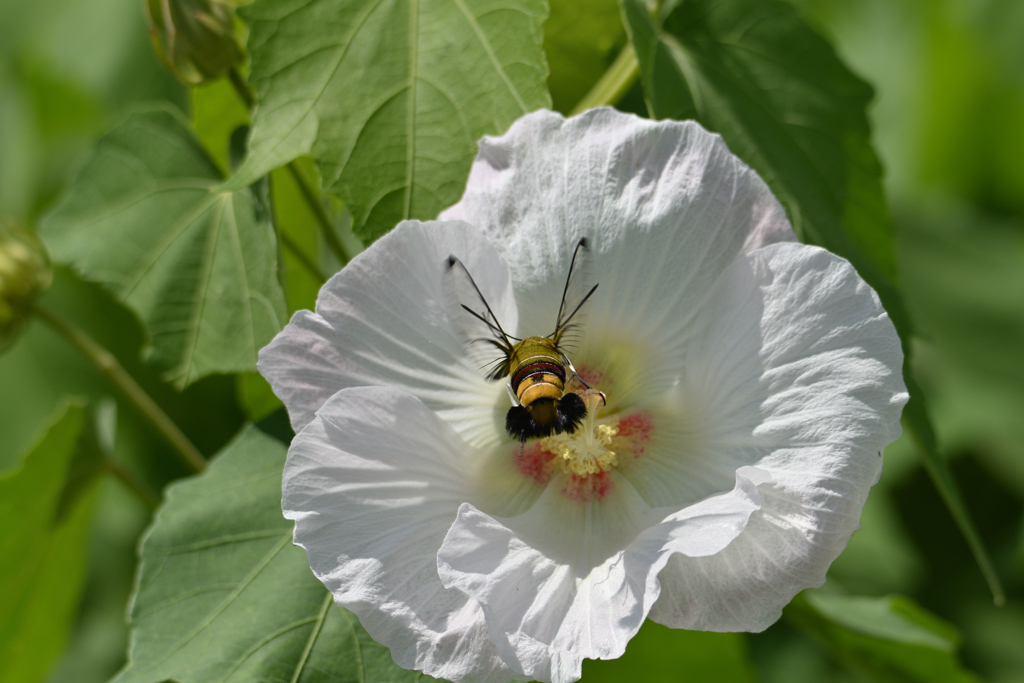 大透翅が芙蓉に寄る