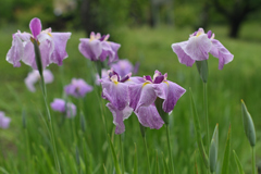 花菖蒲