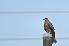 鳶