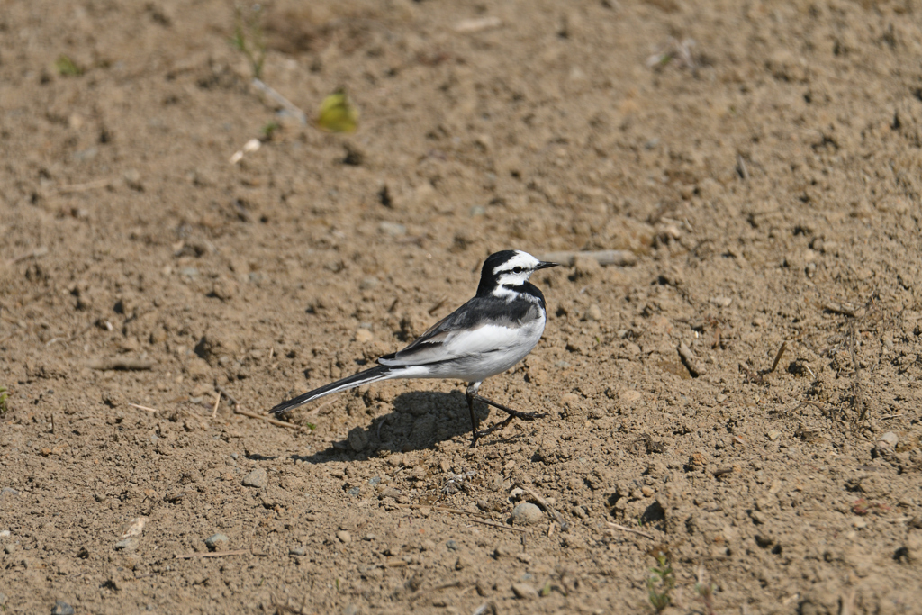 野鳥の日常