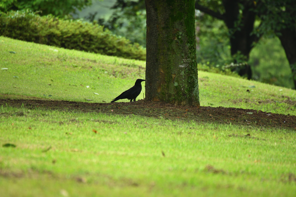 公園の烏