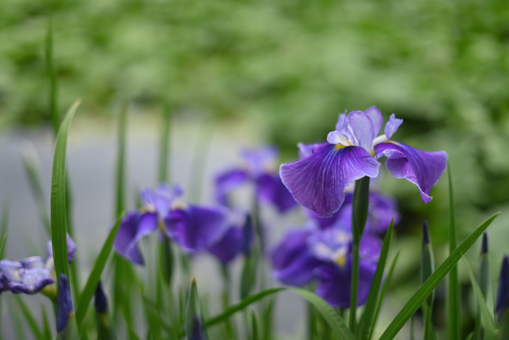 花菖蒲