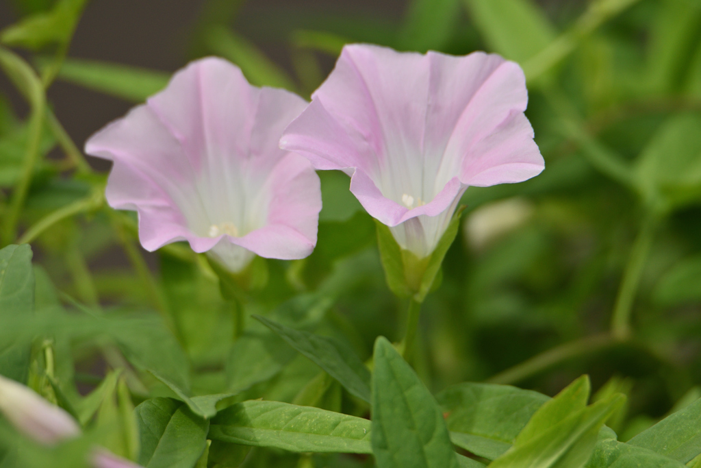 夏の蔓花-2