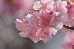 河津桜