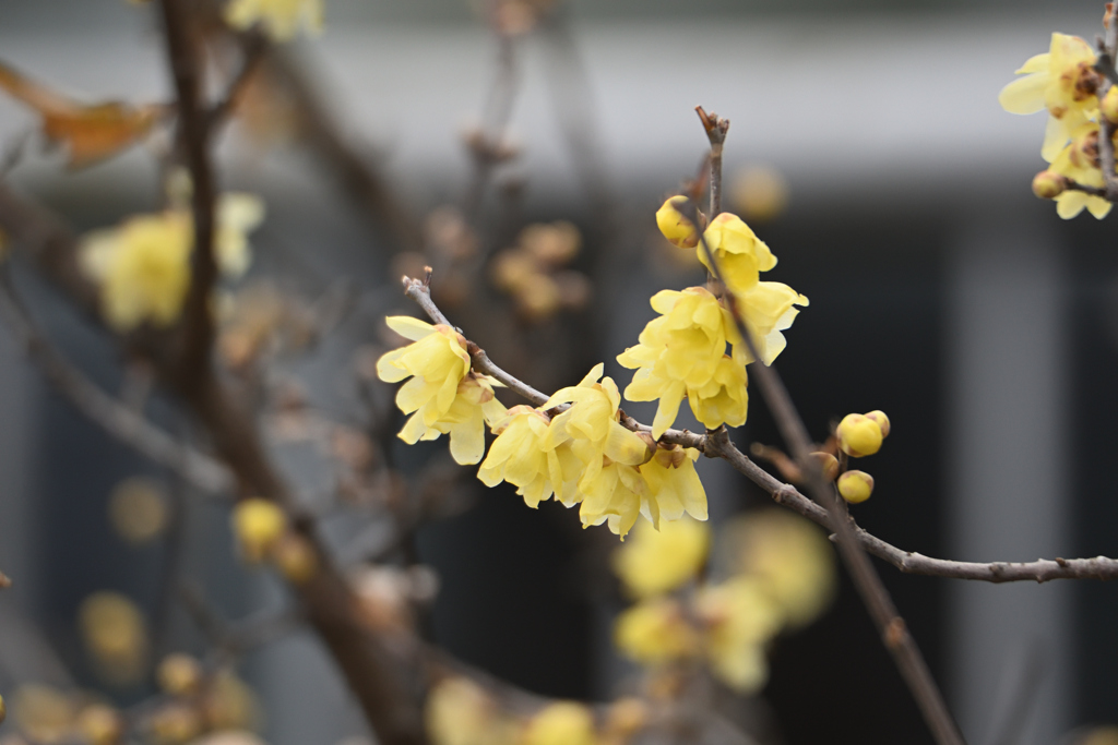 冬の花