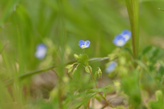 草叢の花