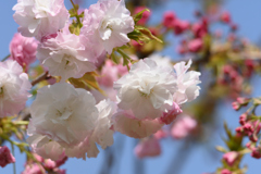 それでも花は咲いて