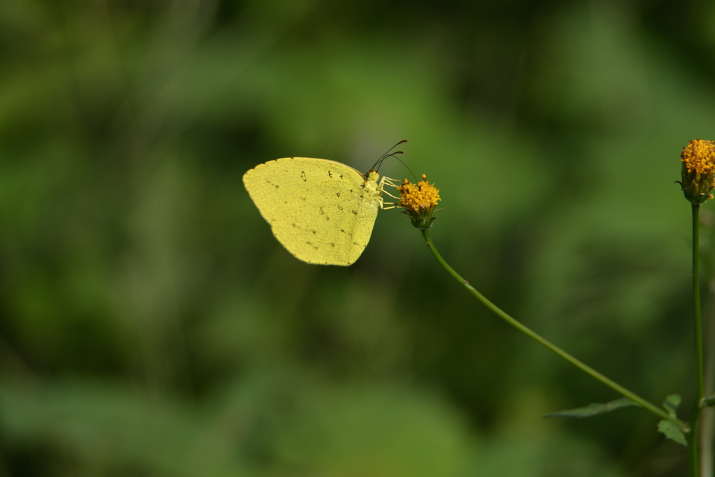 北黄蝶も居ます