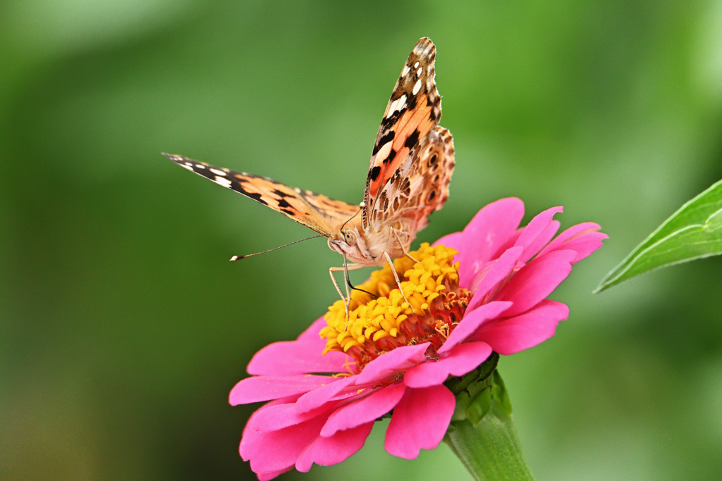 やっと出会えた夏