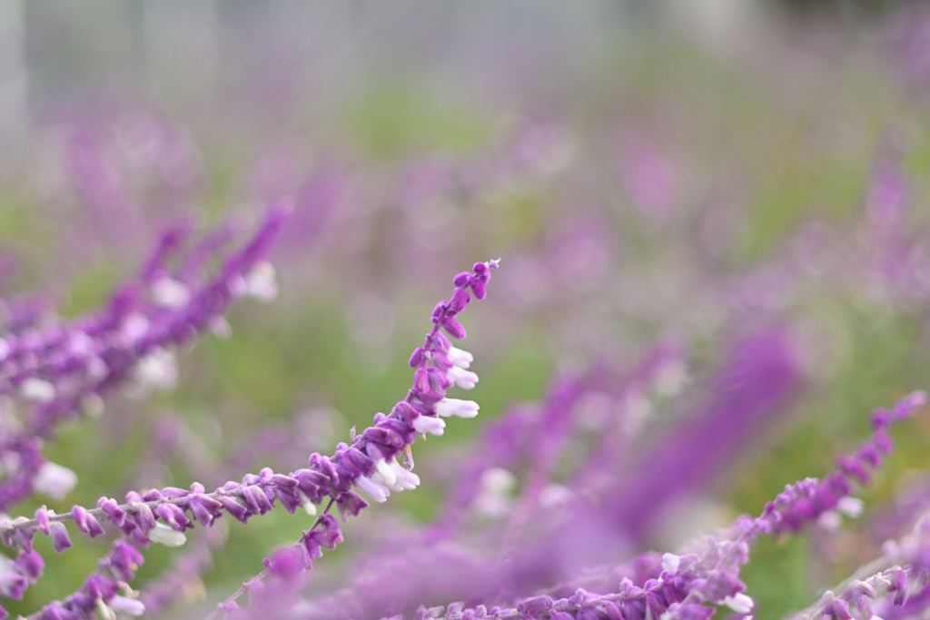 アメジストセージの嘆き