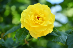 薔薇も終わり-1