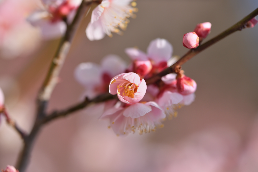 春風に誘われて-1