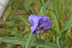 そこに花あり