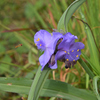 そこに花あり