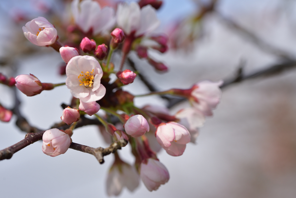 桜花