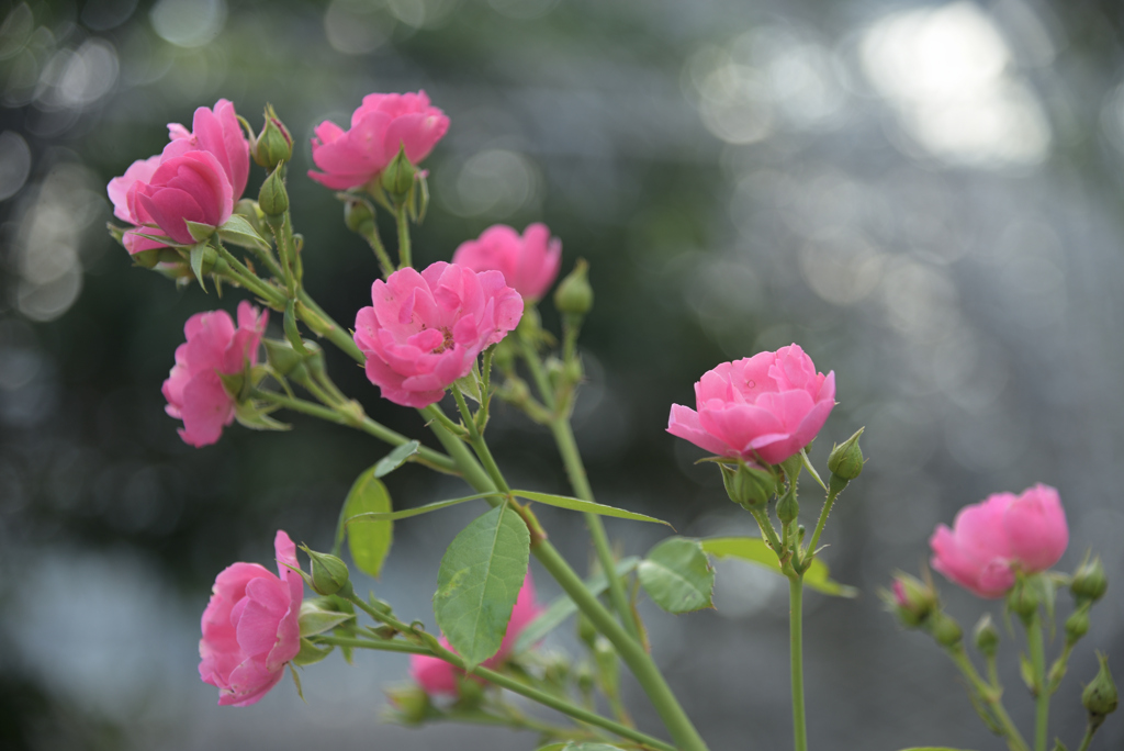 薔薇