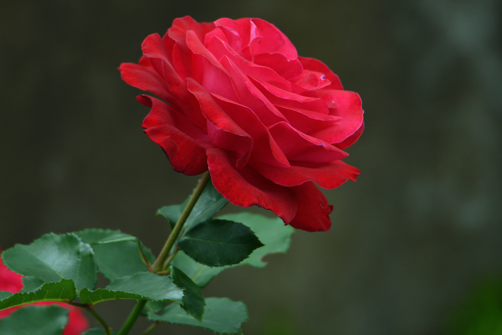 薔薇をおひとつ