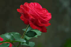 薔薇をおひとつ