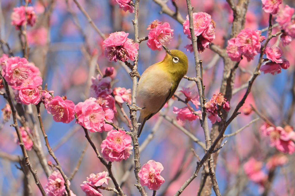 春を吸う
