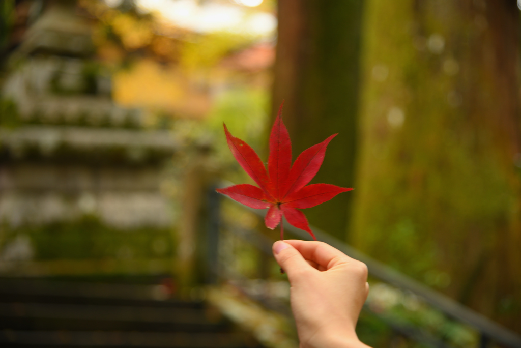 紅葉借り