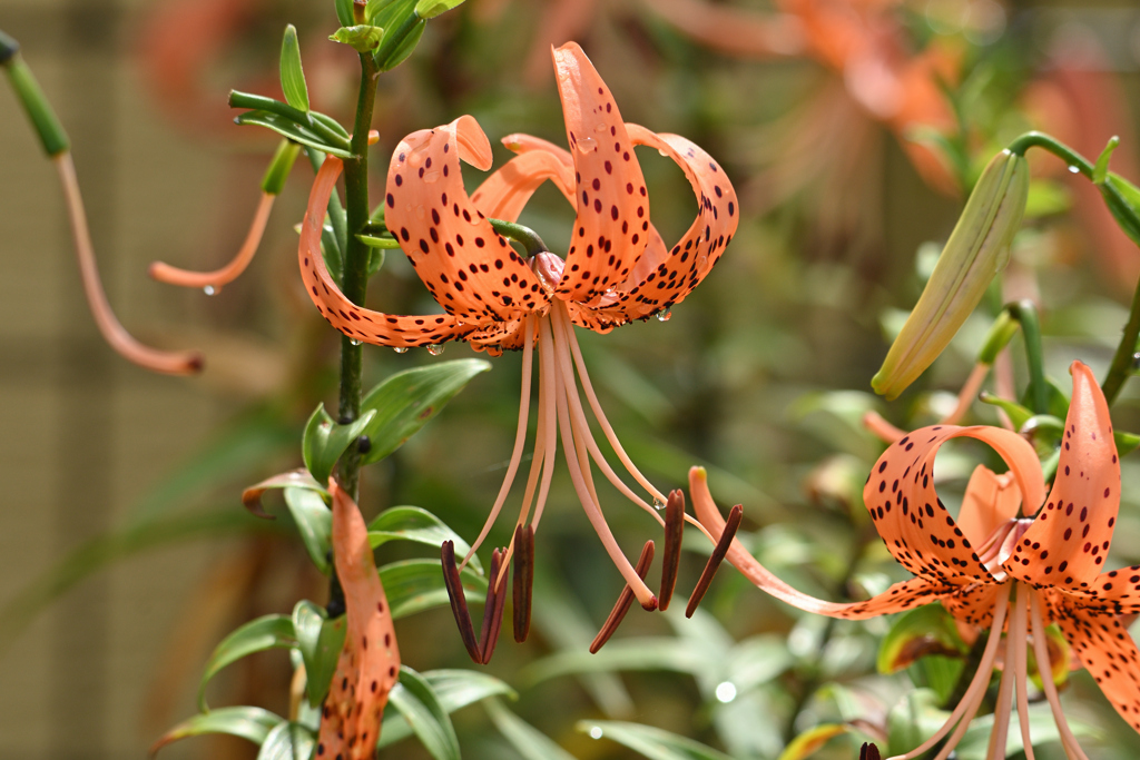 鬼百合に雫が残る