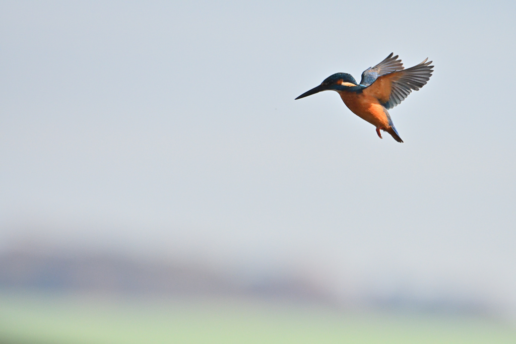 あけましておめでとうございます