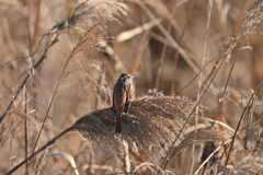 葦の穂を啄む