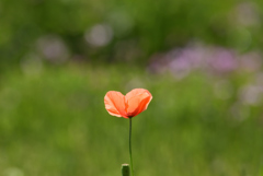 花の詩が聞こえる