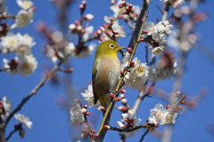 春だよ起きて～