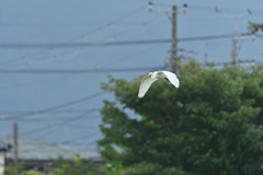 大鷺が飛んでいる