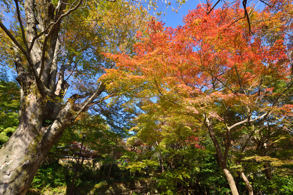今更紅葉①