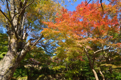 今更紅葉①