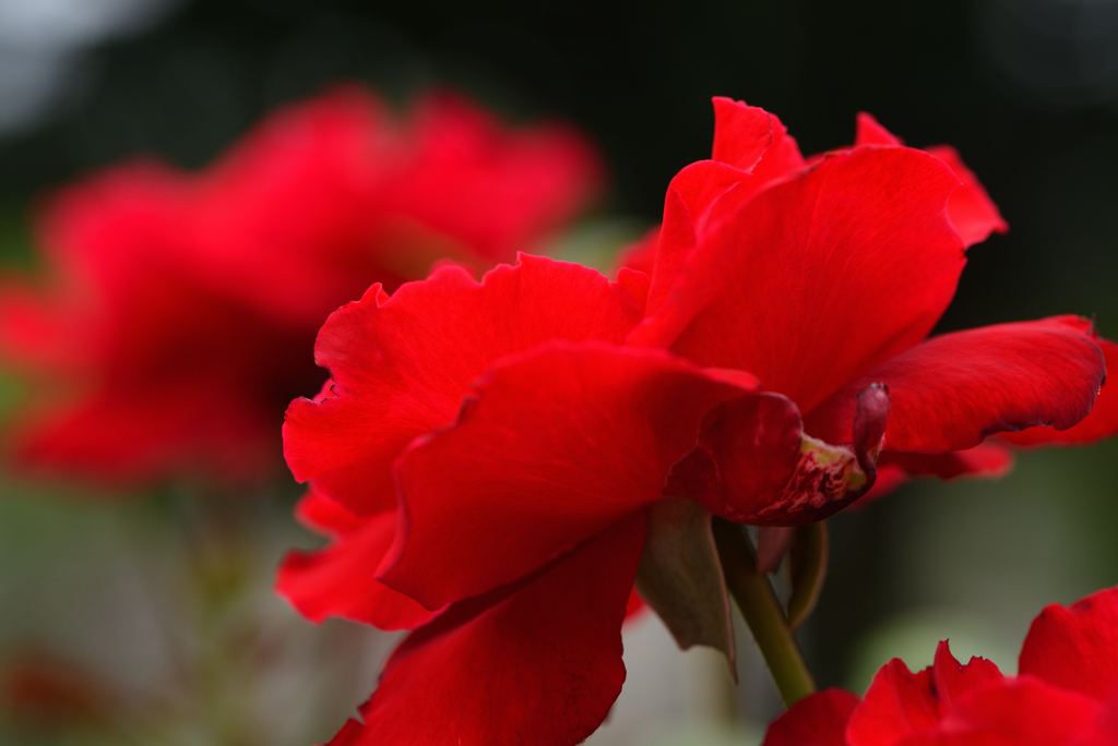 夏でも薔薇を ③