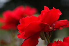 夏でも薔薇を ③