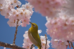 春めき桜ジロー-3
